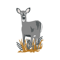 White Tailed Deer Animals White Tailed Deer Animals