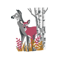 White Tailed Deer Animals White Tailed Deer Animals