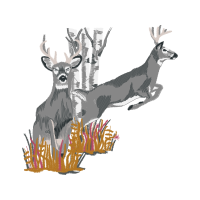 White Tailed Deer Animals