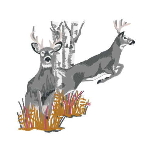 White Tailed Deer Animals White Tailed Deer Animals