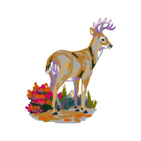 White Tailed Deer Animals White Tailed Deer Animals