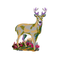 White Tailed Deer Animals White Tailed Deer Animals