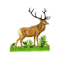 White Tailed Deer Animals White Tailed Deer Animals