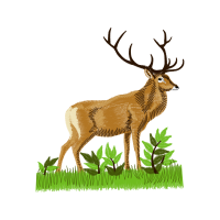 White Tailed Deer Animals White Tailed Deer Animals