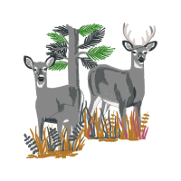 White Tailed Deer Animals White Tailed Deer Animals