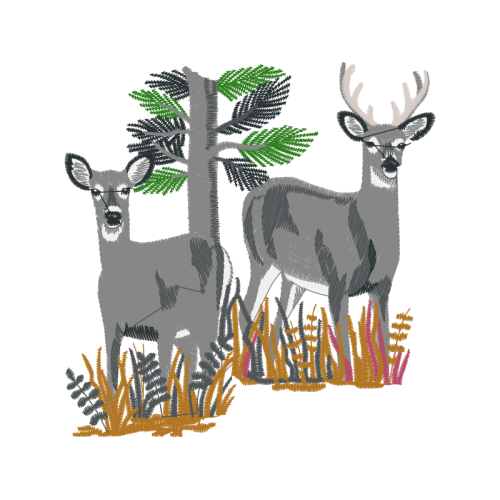 White Tailed Deer Animals White Tailed Deer Animals