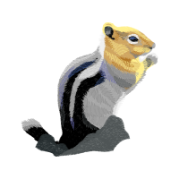 White Tailed Prairie Dog Animals White Tailed Prairie Dog Animals