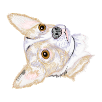 Wire Fox Terrier Animals