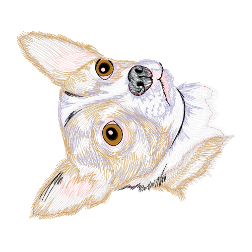 Wire Fox Terrier Animals Wire Fox Terrier Animals