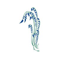 Lined Seahorse Animals