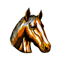 Mustang Animals Mustang Animals