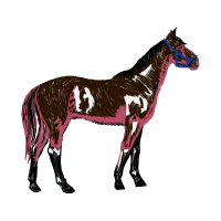 Mustang Animals Mustang Animals