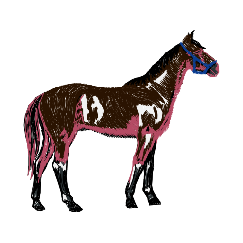 Mustang Animals Mustang Animals