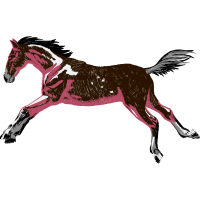 Mustang Animals Mustang Animals