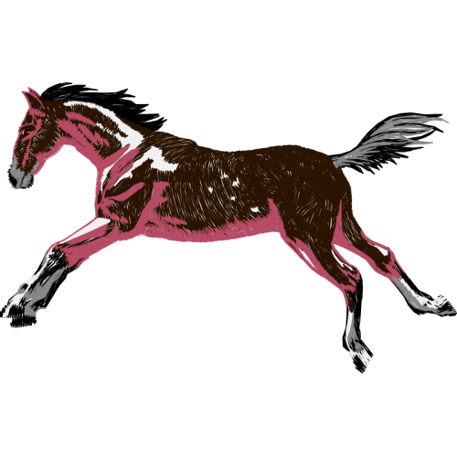 Mustang Animals Mustang Animals