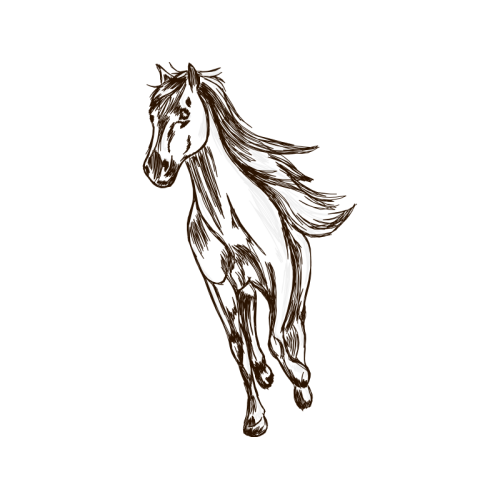 Mustang Animals Mustang Animals