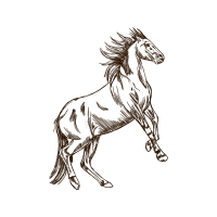 Mustang Animals Mustang Animals