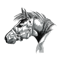 Mustang Animals Mustang Animals