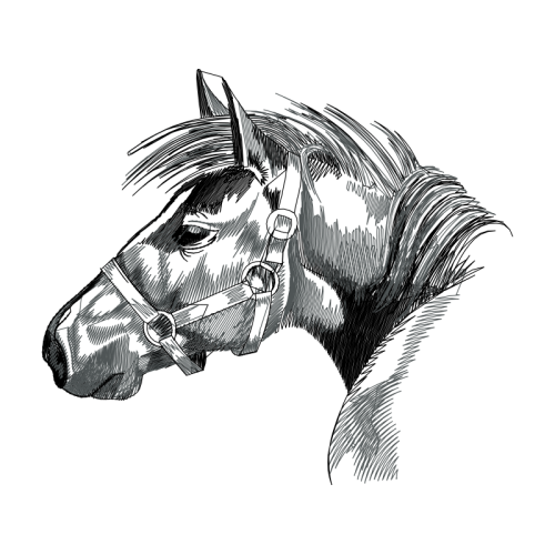 Mustang Animals Mustang Animals