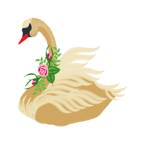 Seahorses Animals Seahorses Animals