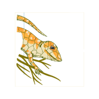 Antarctic Krill Animals Antarctic Krill Animals