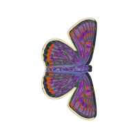 Aricia Animals Aricia Animals