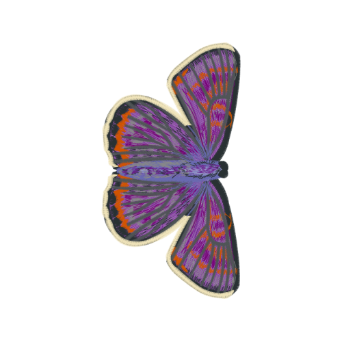 Aricia Animals Aricia Animals