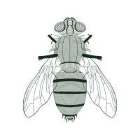 Bee Flies Animals Bee Flies Animals