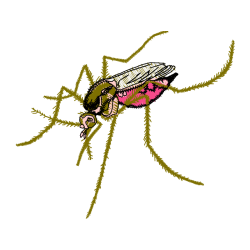 Beetles Animals Beetles Animals