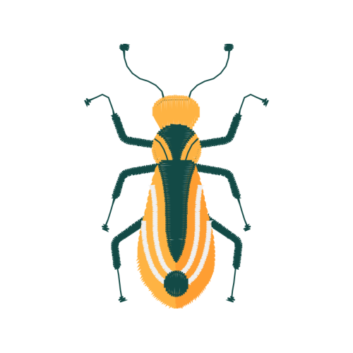 Beetles Animals Beetles Animals