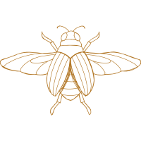 Beetles Animals Beetles Animals