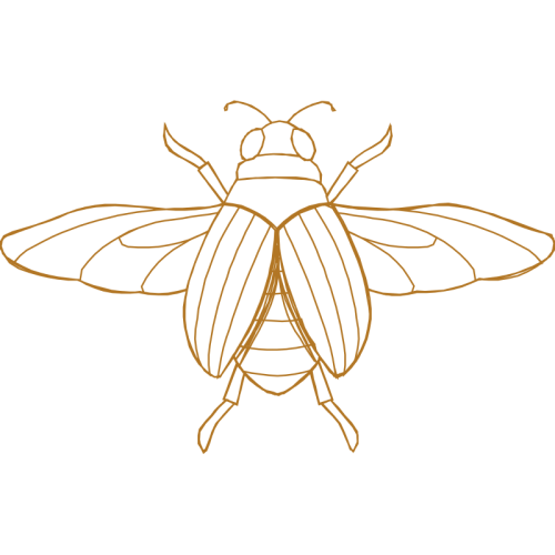 Beetles Animals Beetles Animals