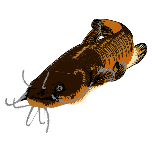 Beetles Animals Beetles Animals