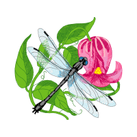 Birds Animals Birds Animals