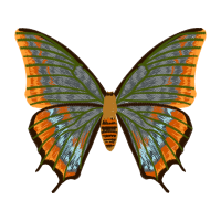 Black Hairstreak Animals