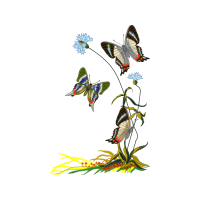 Black Veined White Animals Black Veined White Animals