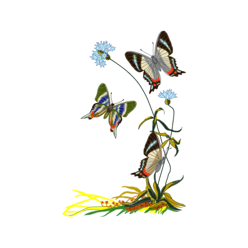 Black Veined White Animals Black Veined White Animals