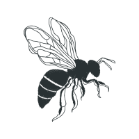 Braconid Wasps Animals