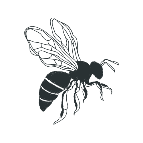 Braconid Wasps Animals Braconid Wasps Animals