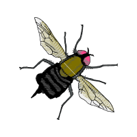 Braconid Wasps Animals