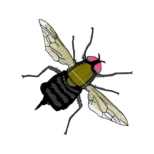 Braconid Wasps Animals Braconid Wasps Animals