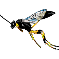 Braconid Wasps Animals Braconid Wasps Animals