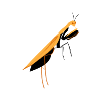 Braconid Wasps Animals Braconid Wasps Animals