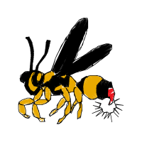 Braconid Wasps Animals