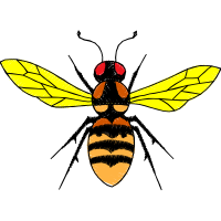 Braconid Wasps Animals Braconid Wasps Animals