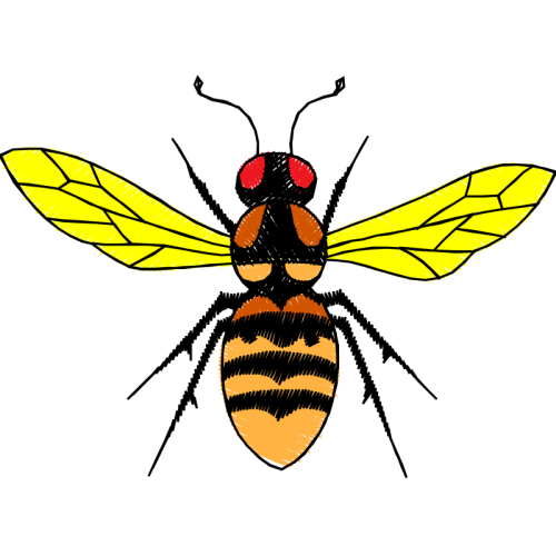 Braconid Wasps Animals Braconid Wasps Animals