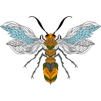 Braconid Wasps Animals