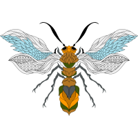 Braconid Wasps Animals