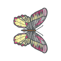 Brush Footed Butterflies Animals Brush Footed Butterflies Animals