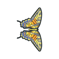 Brush Footed Butterflies Animals Brush Footed Butterflies Animals